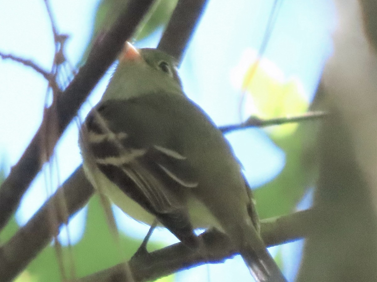 Empidonax sp. - ML486841681