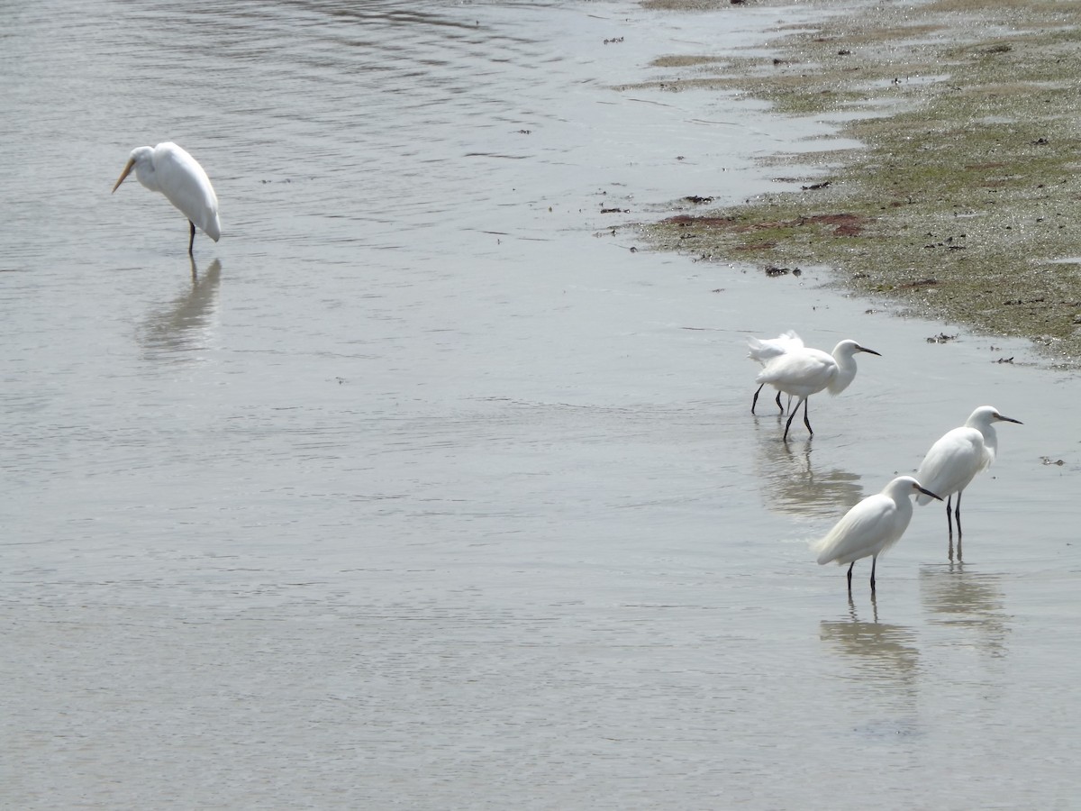 Snowy Egret - ML486842441