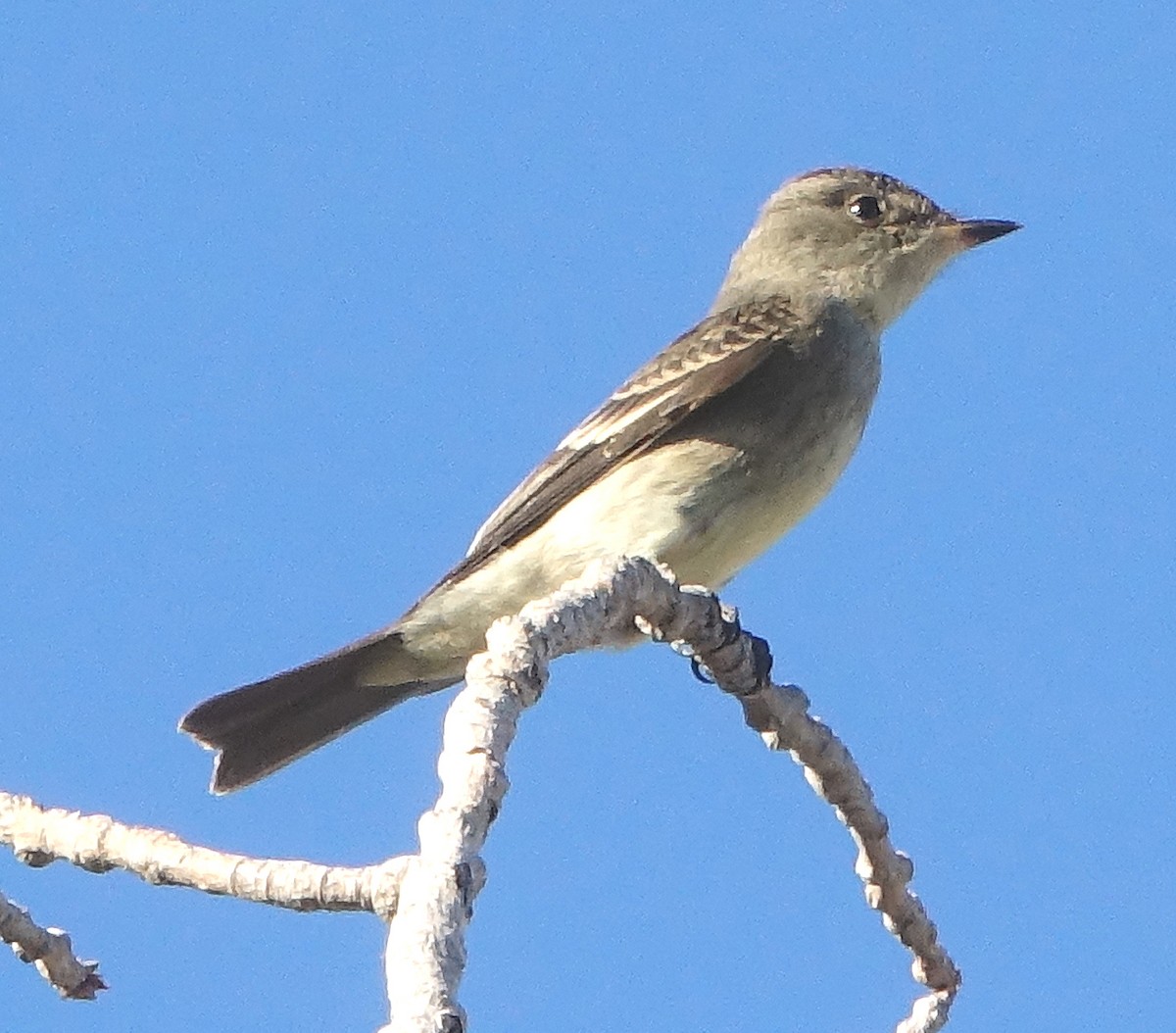 Western Wood-Pewee - ML486842781