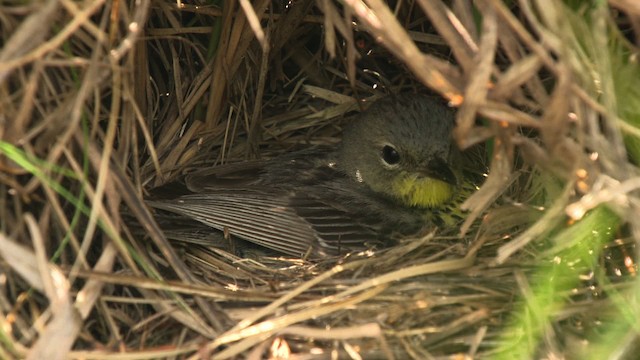 Kirtland's Warbler - ML486843