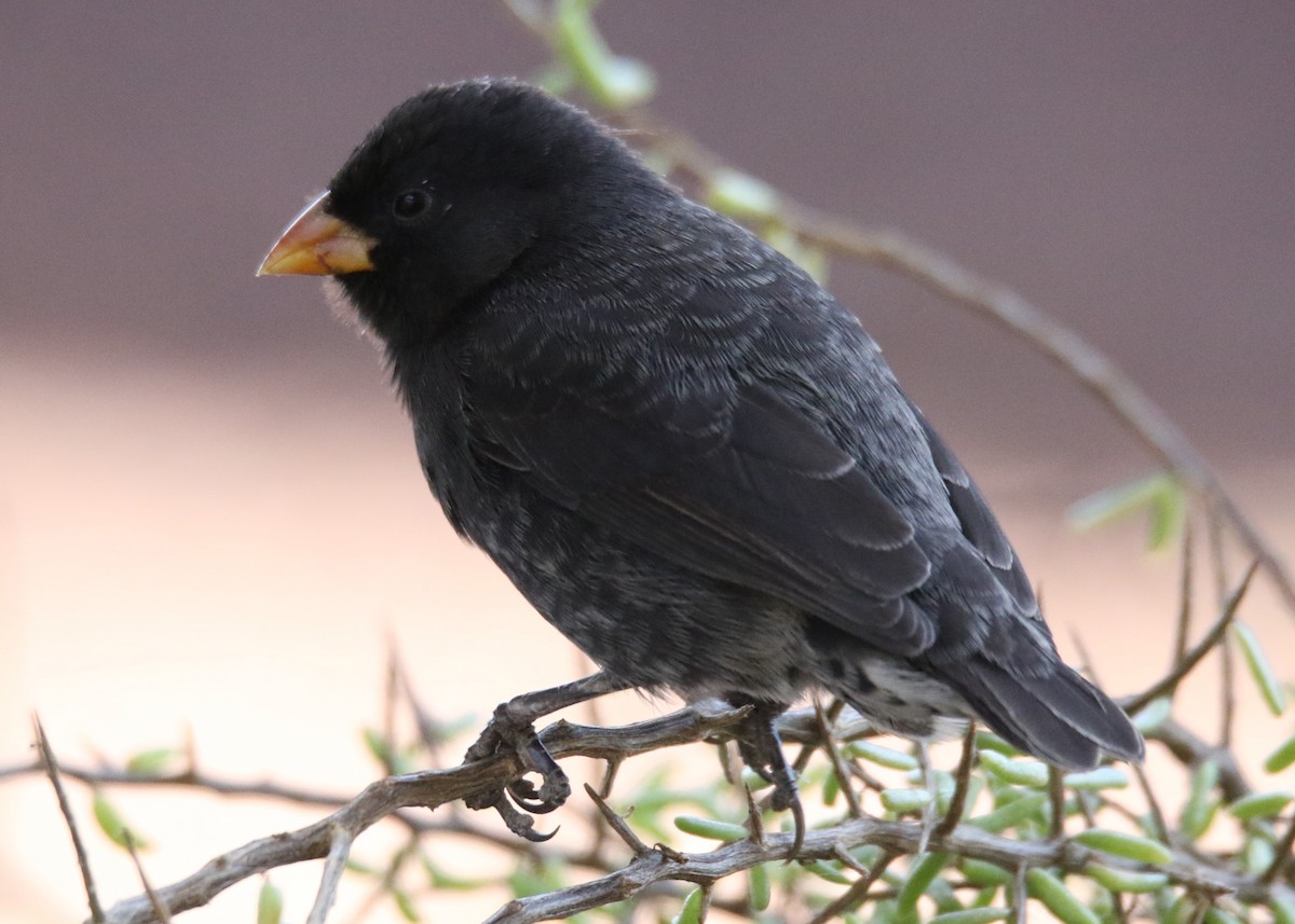 ML486843201 - Small Ground-Finch - Macaulay Library