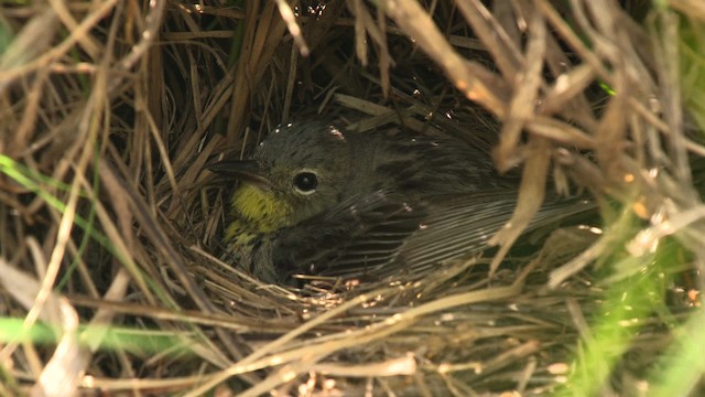 Kirtland's Warbler - ML486844