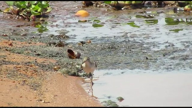 Spotted Sandpiper - ML486844531