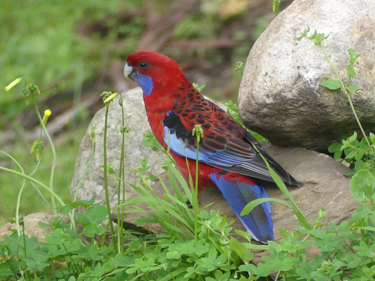 Crimson Rosella (Crimson) - ML486844921