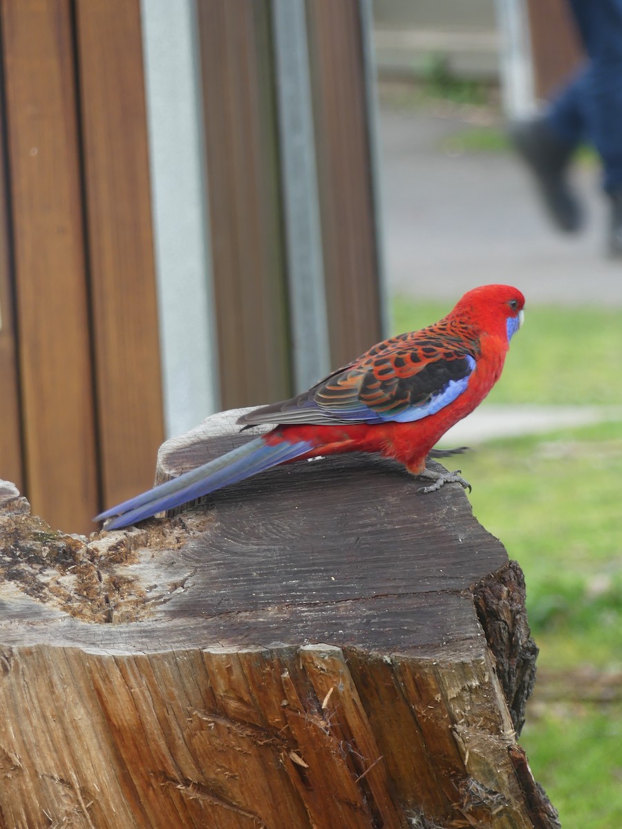 Crimson Rosella (Crimson) - ML486844971