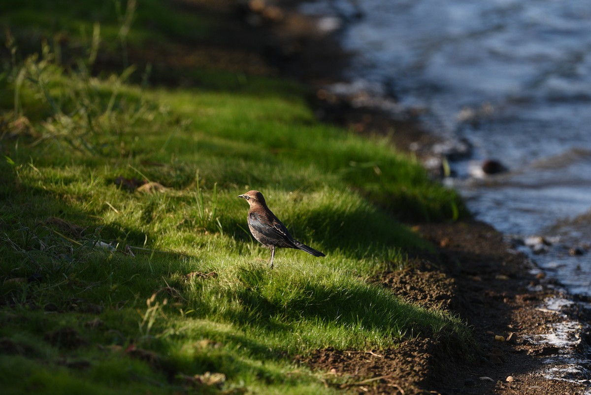 Rusty Blackbird - ML486845191