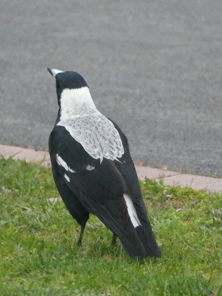 Australian Magpie (White-backed) - Ethan A
