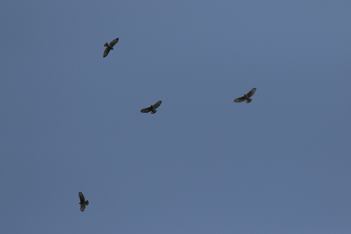 Broad-winged Hawk - ML486845411