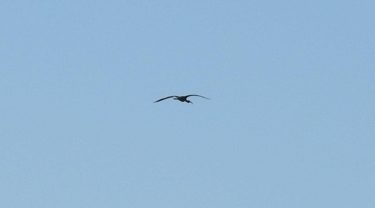 Ibis à face blanche - ML486845931