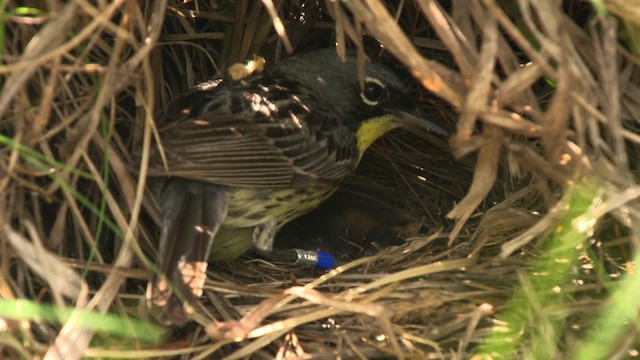 Kirtland's Warbler - ML486846