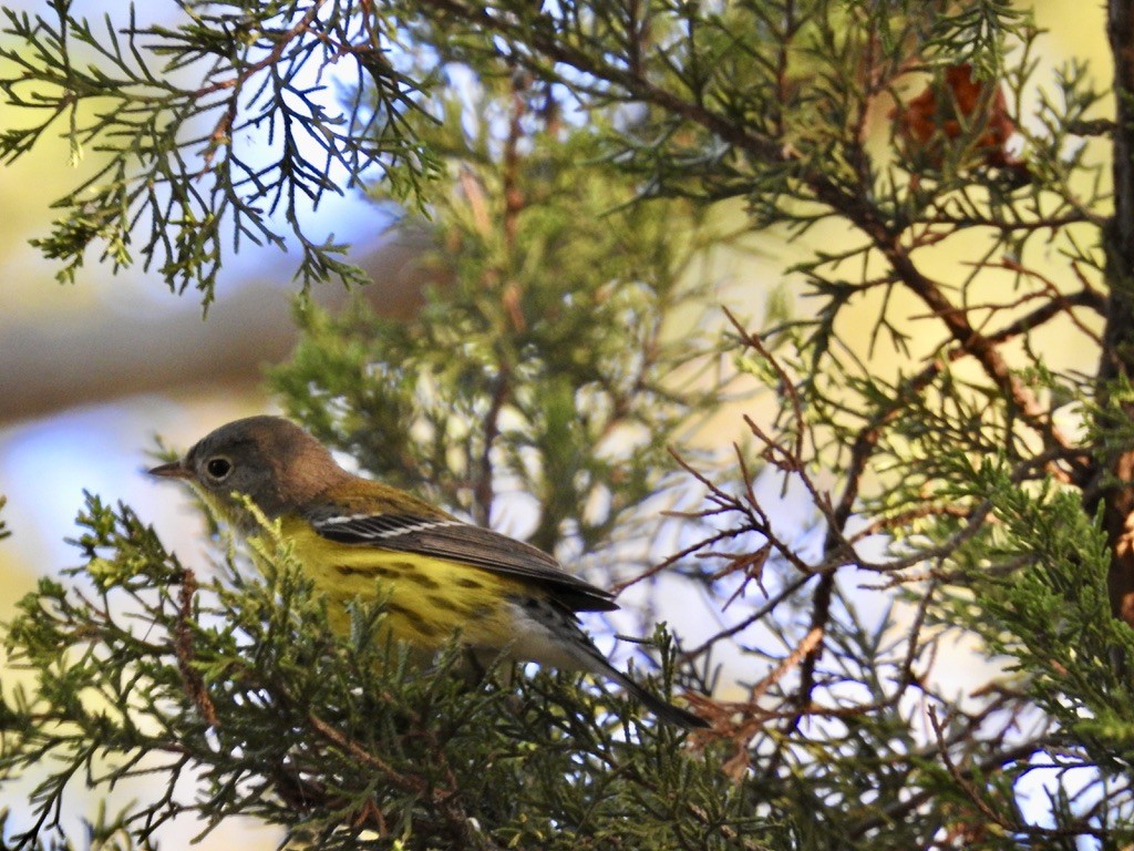 Magnolia Warbler - ML486846111