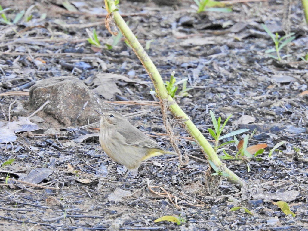 Palm Warbler - ML486846191