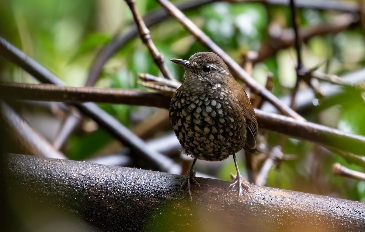 Sharp-tailed Streamcreeper - ML486846451