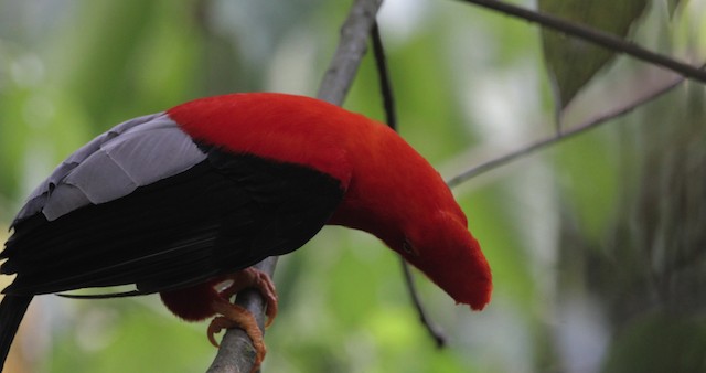 Andean Cock-of-the-rock - ML486847