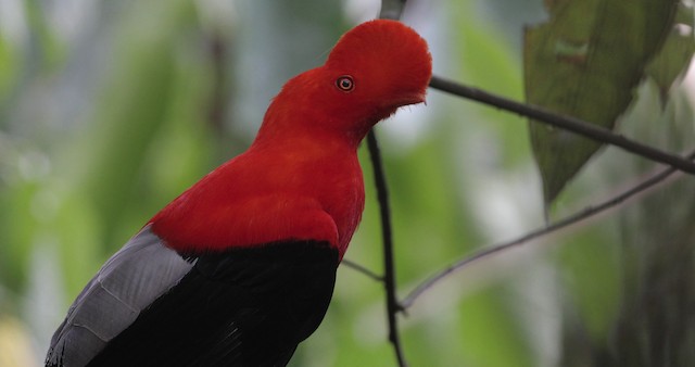 Andean Cock-of-the-rock - ML486848