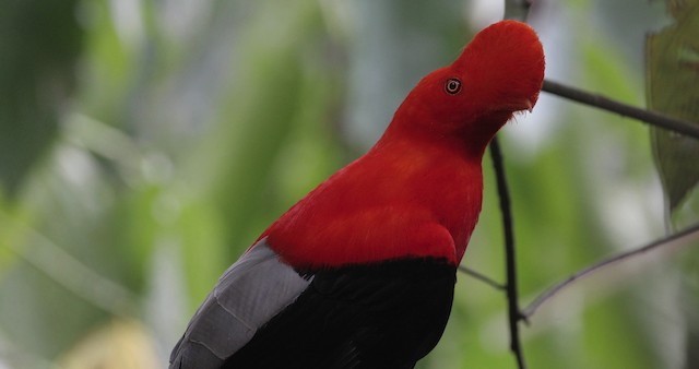 Andean Cock-of-the-rock - ML486849