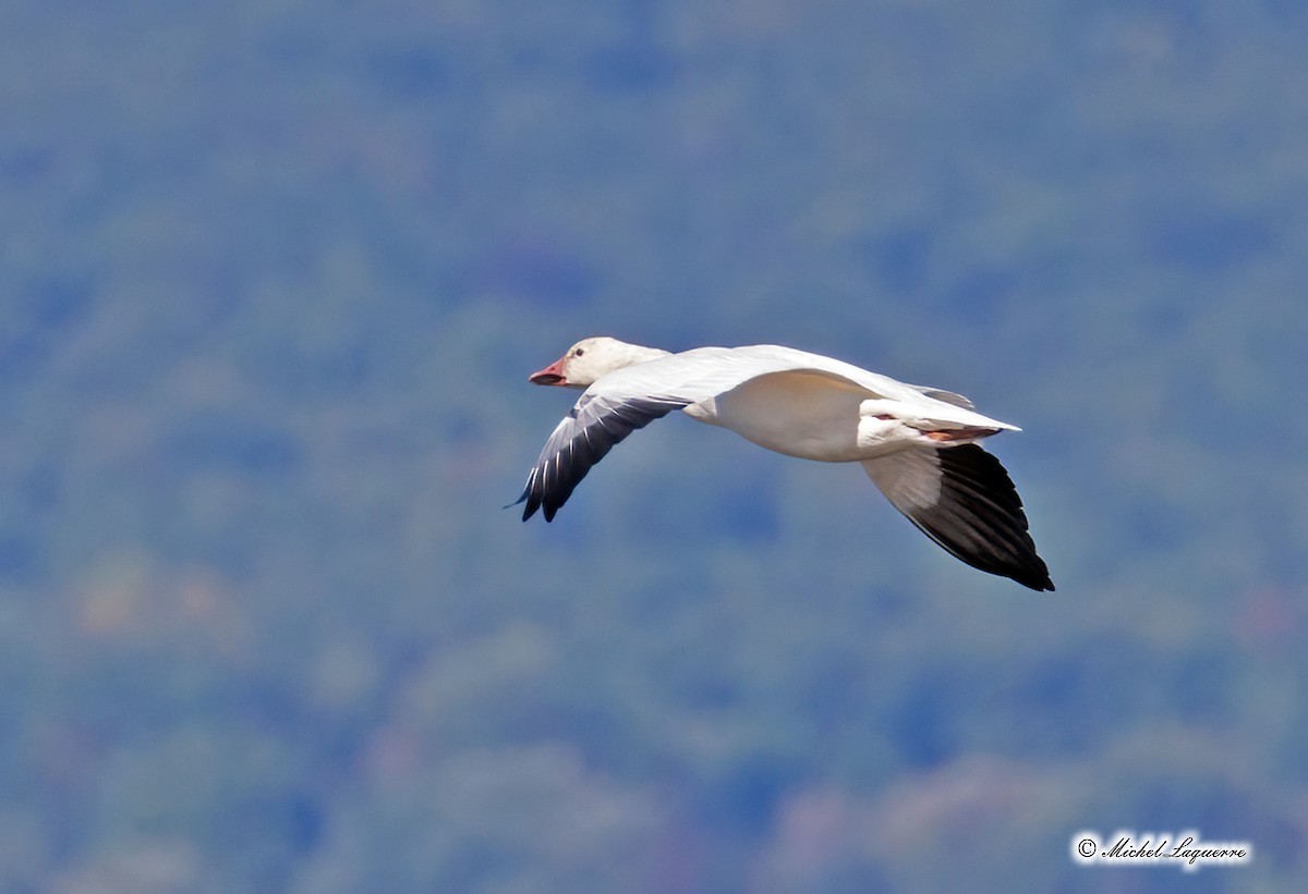 Snow Goose - Michel Laquerre