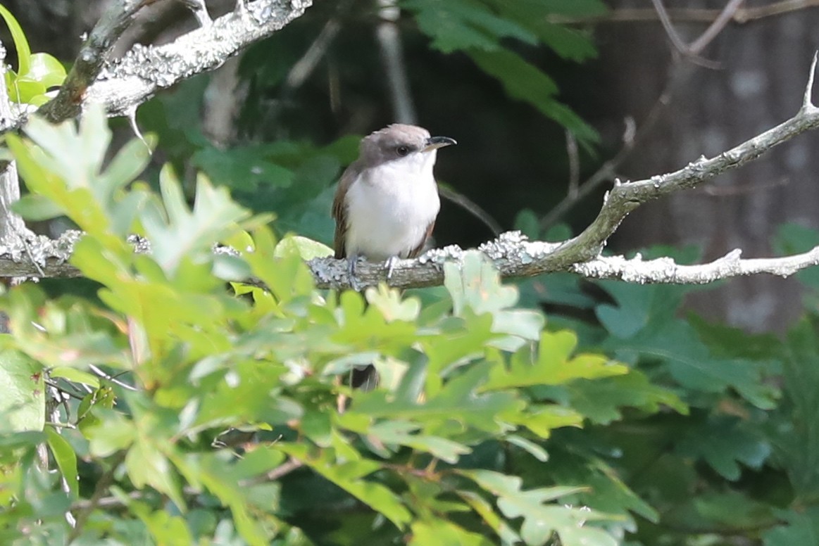 Yellow-billed Cuckoo - ML486849771