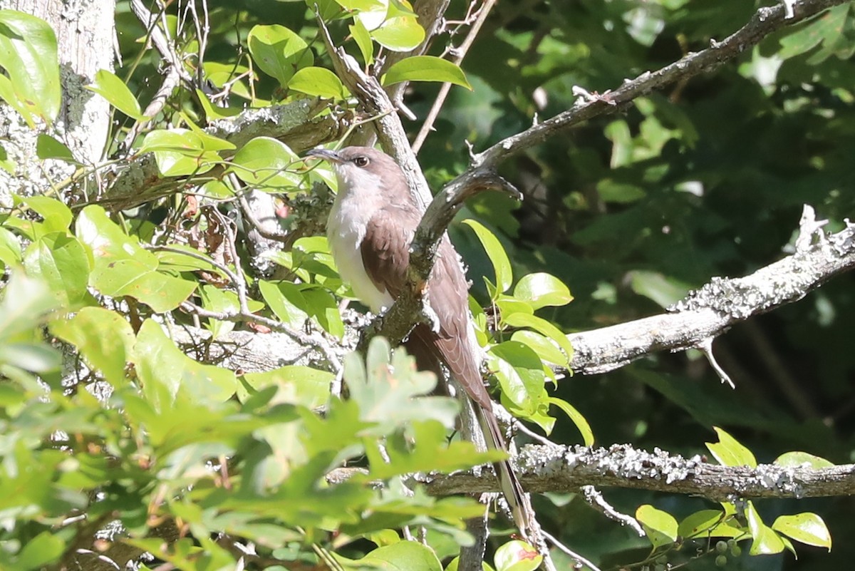 Yellow-billed Cuckoo - ML486849791