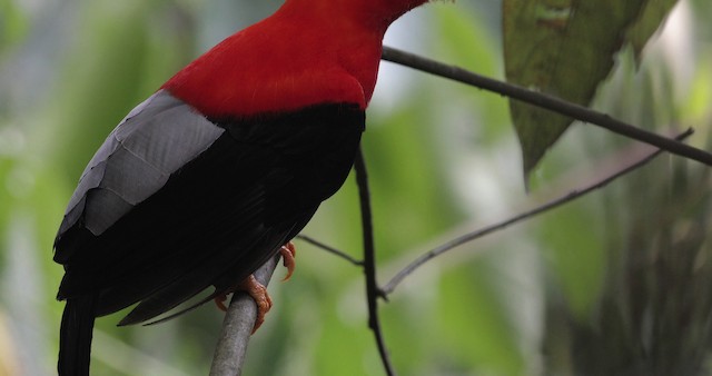 Andean Cock-of-the-rock - ML486850