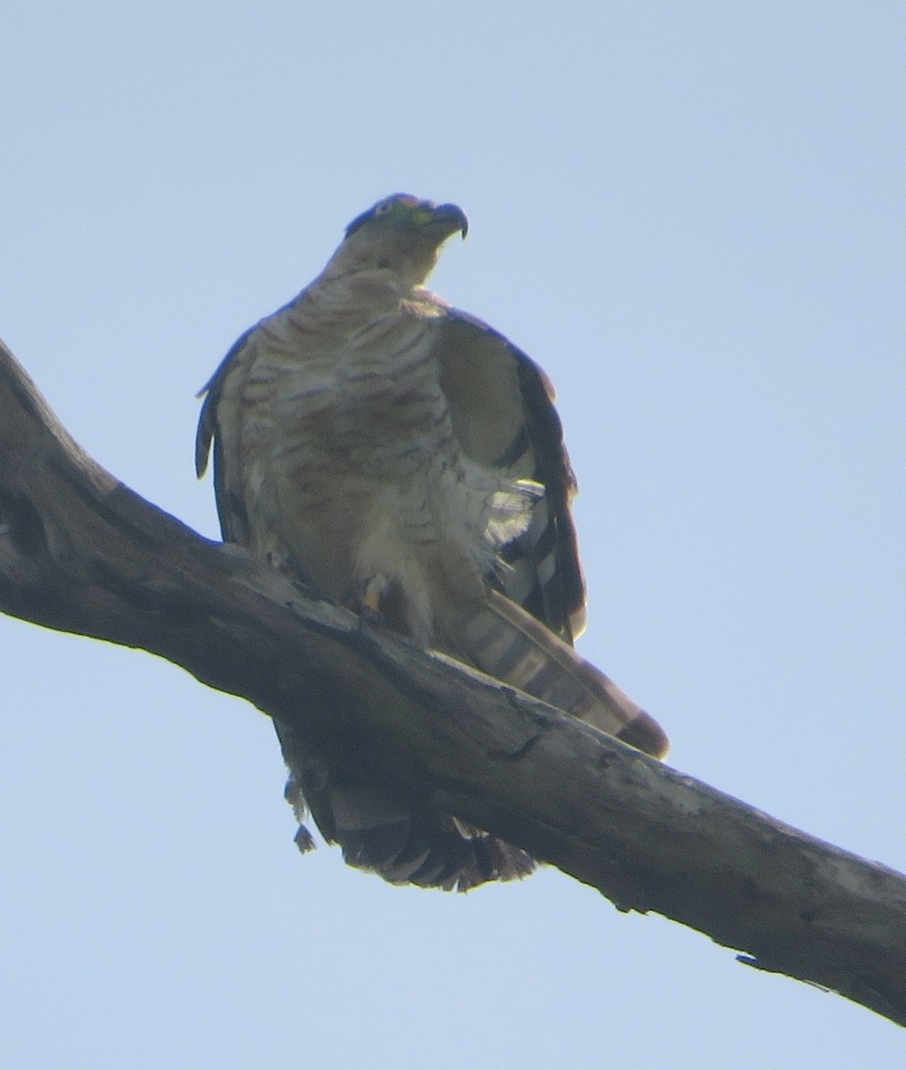 Hook-billed Kite - ML486850261