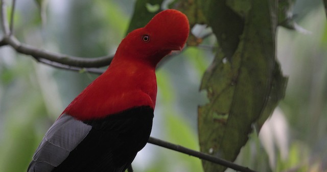 Andean Cock-of-the-rock - ML486851