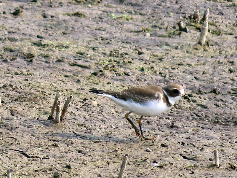 Semipalmated Plover - ML486851551