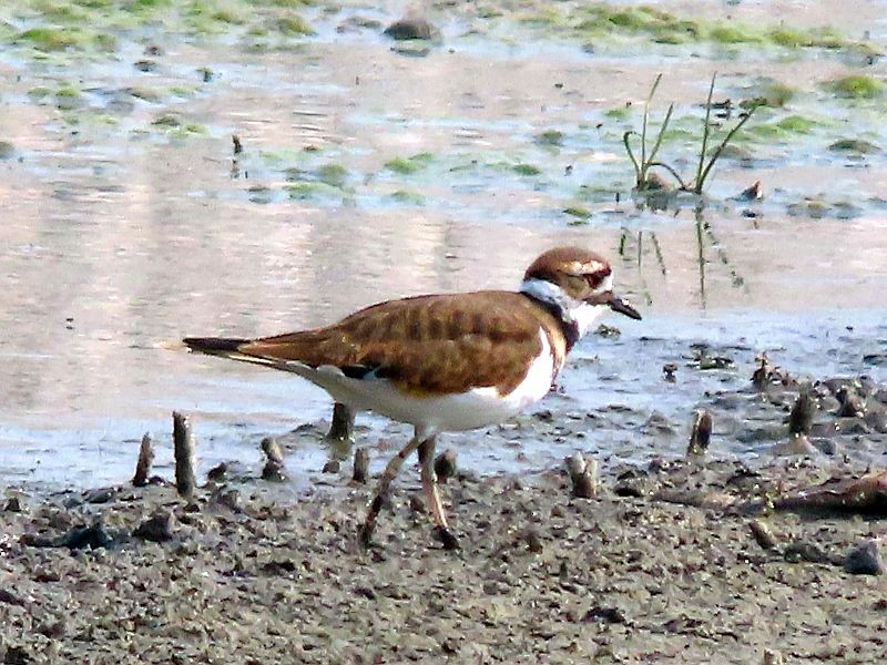 Killdeer - Tracy The Birder