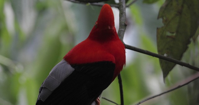 Andean Cock-of-the-rock - ML486852