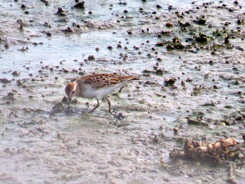 Least Sandpiper - ML486852681