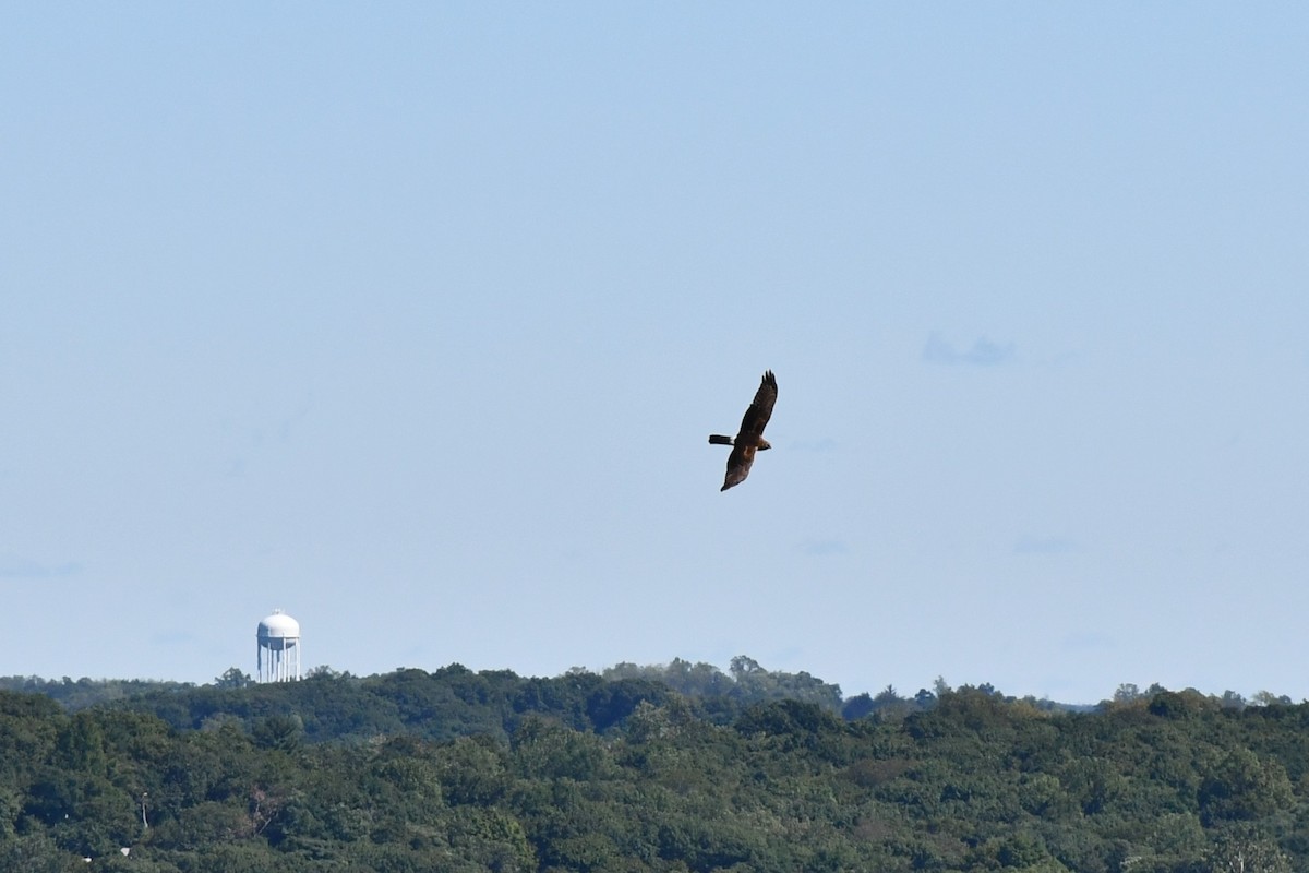 Northern Harrier - ML486852781