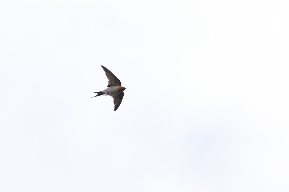 Welcome Swallow - ML486853141