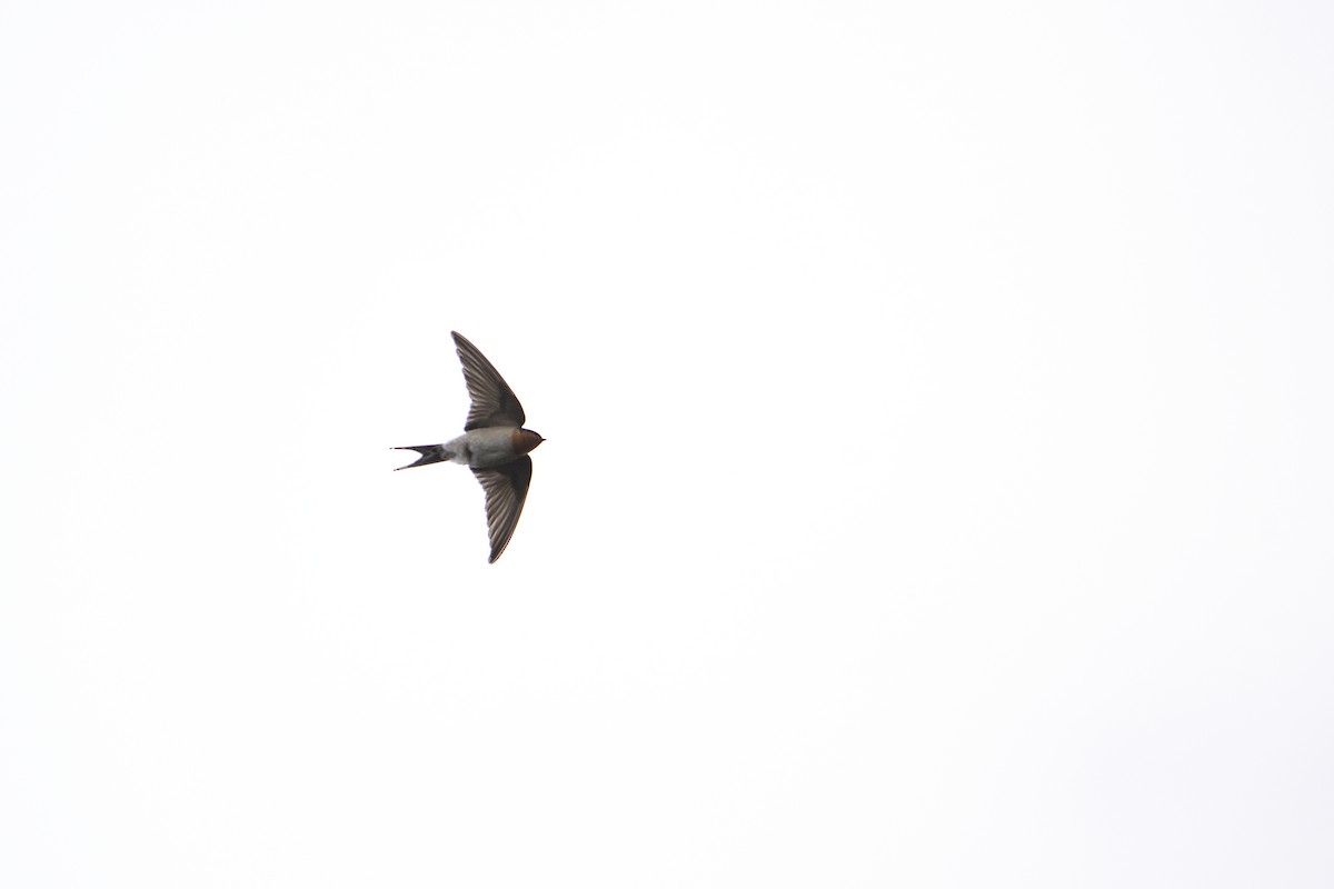 Welcome Swallow - ML486853161