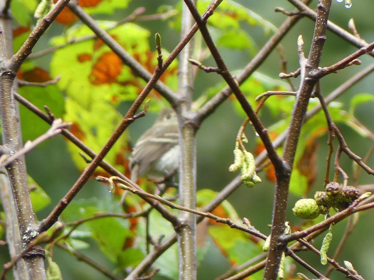 Least Flycatcher - Gus van Vliet