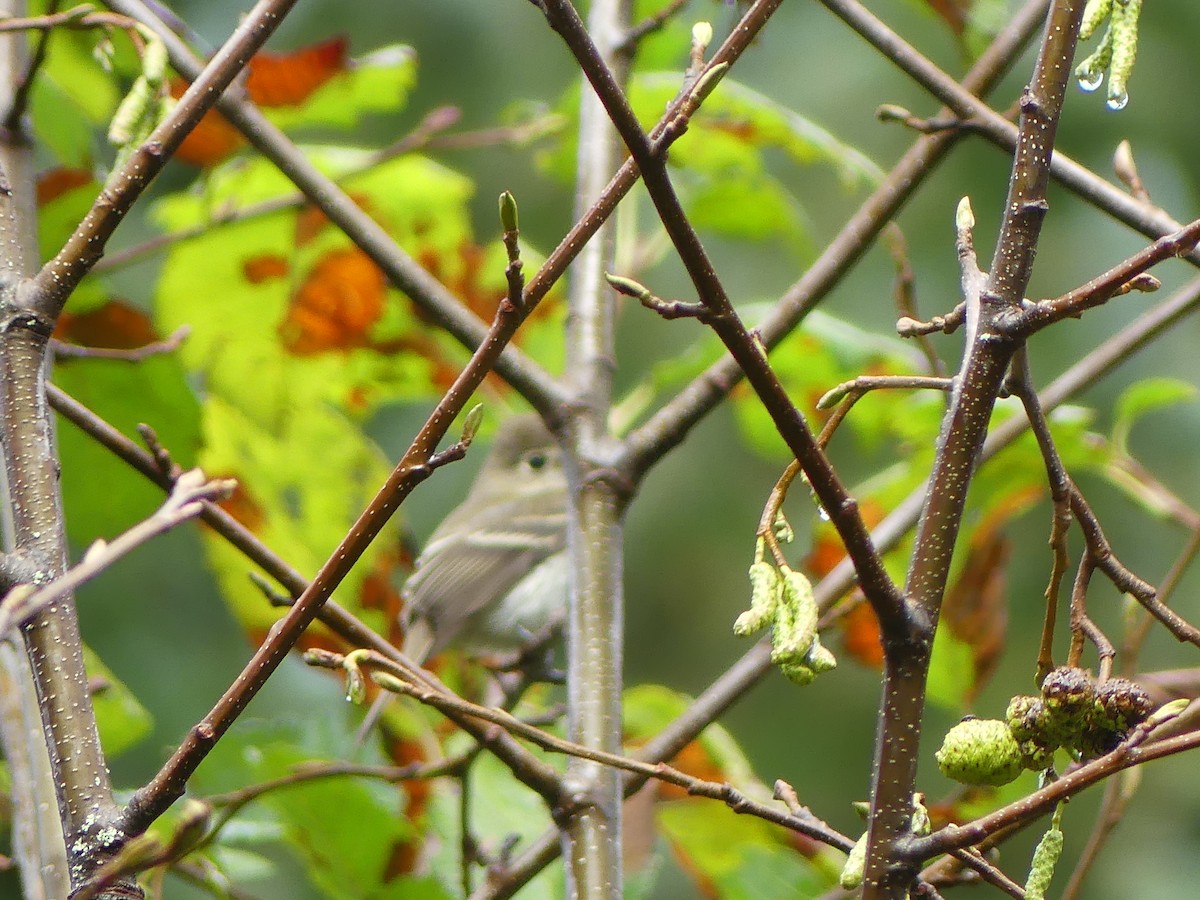 Least Flycatcher - Gus van Vliet