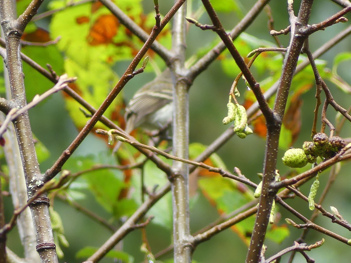 Least Flycatcher - Gus van Vliet