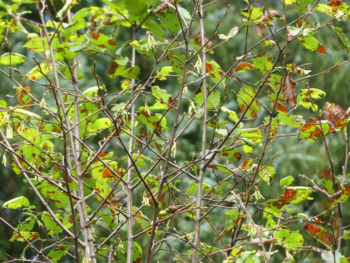 Least Flycatcher - Gus van Vliet