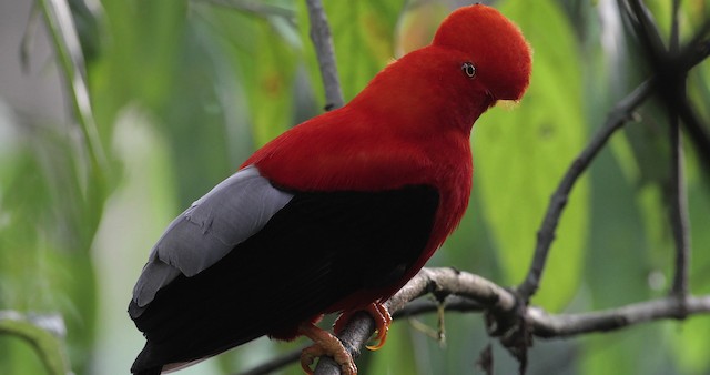 Andean Cock-of-the-rock - ML486855