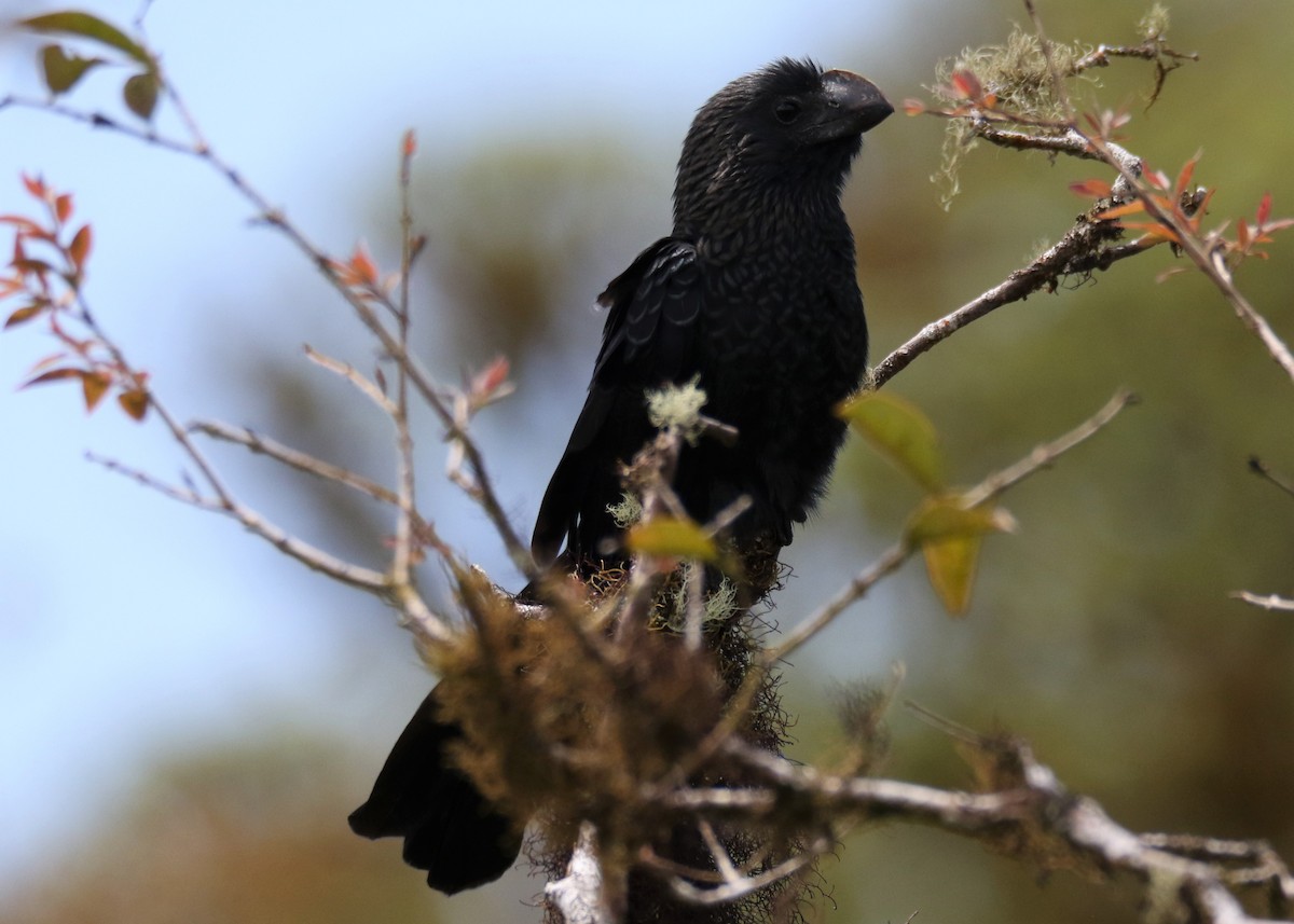 Smooth-billed Ani - Louis Hoeniger