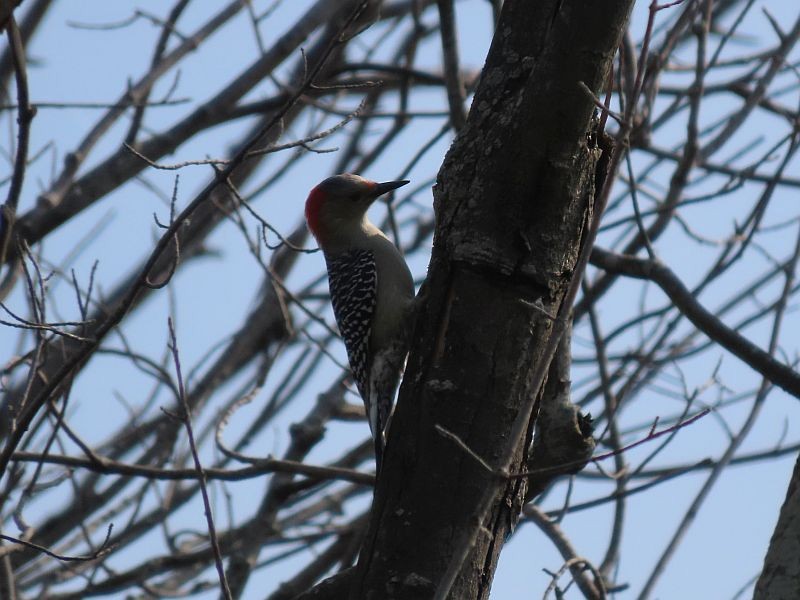 Red-bellied Woodpecker - Tracy The Birder