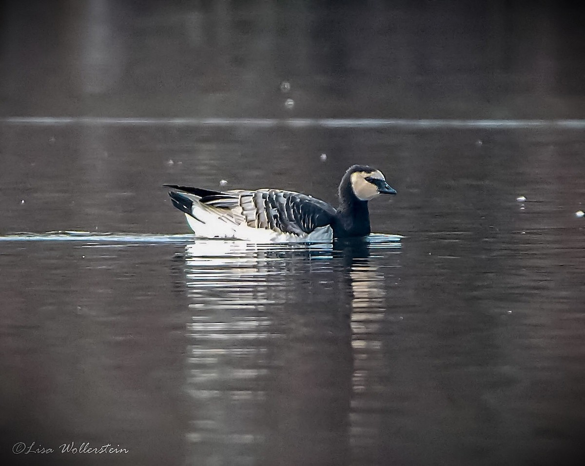 Barnacle Goose - ML486856651