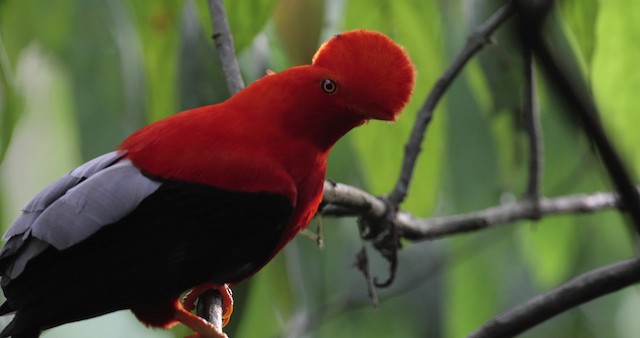 Andean Cock-of-the-rock - ML486857