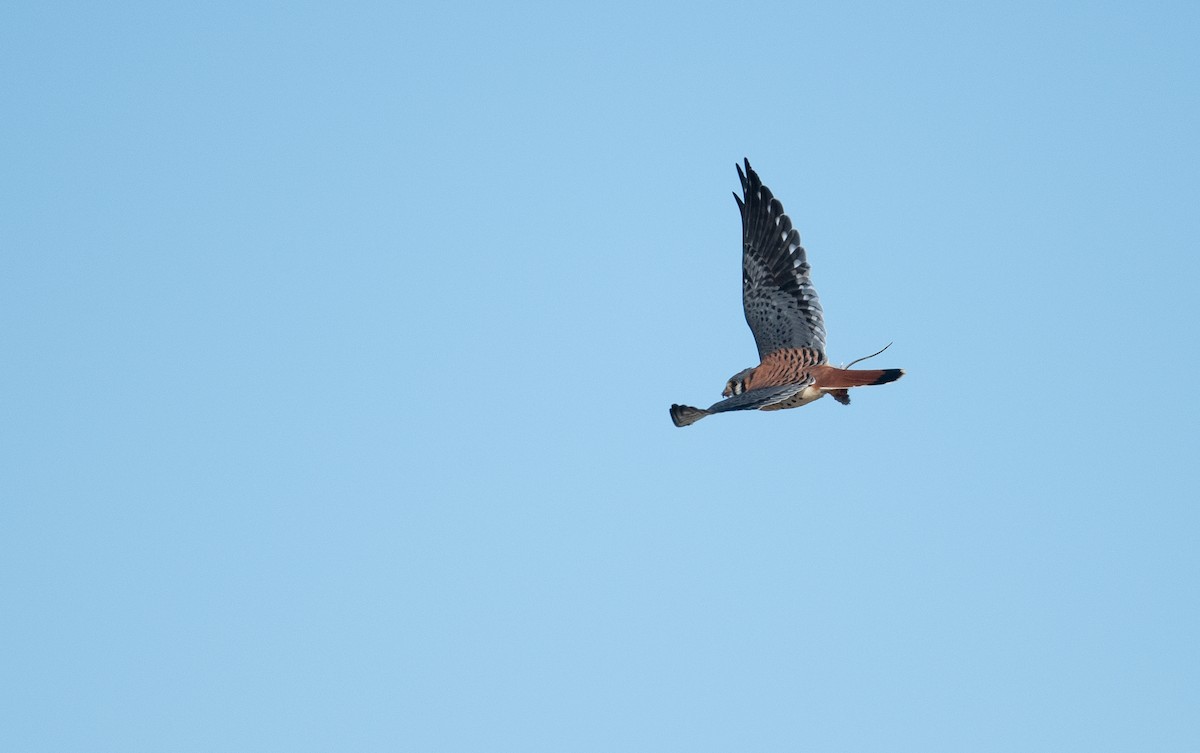 American Kestrel - ML486857671