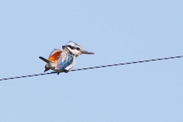 Red-backed Kingfisher - ML486858171