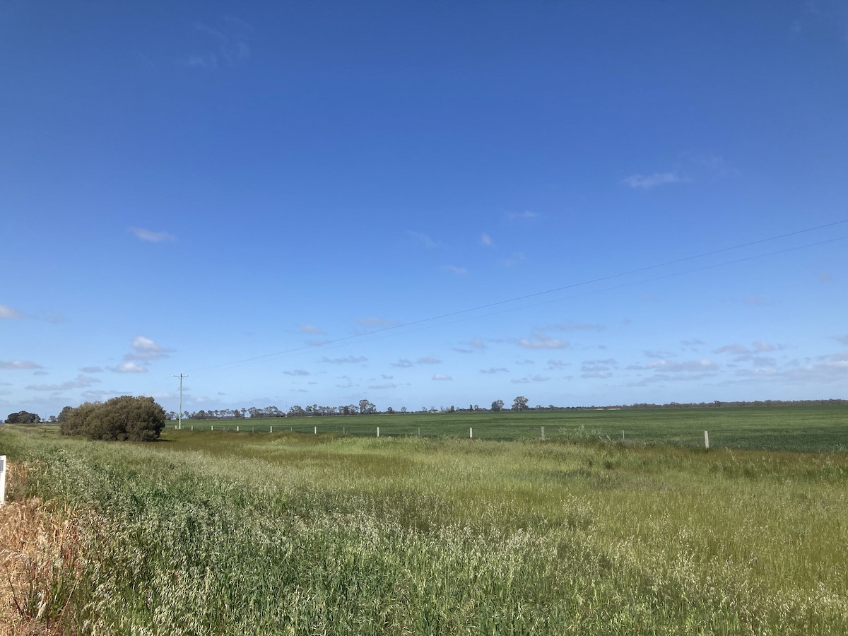 Red-backed Kingfisher - ML486858211