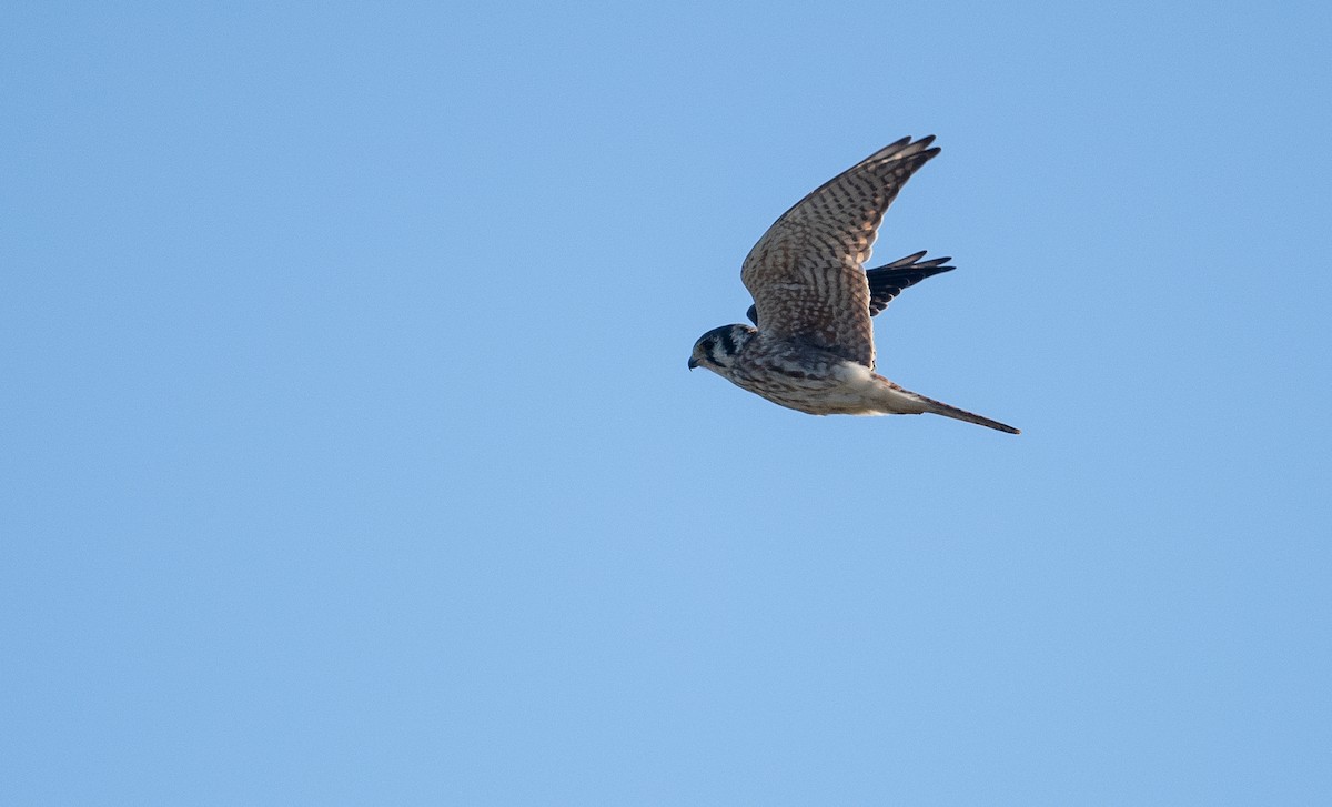 American Kestrel - ML486858251