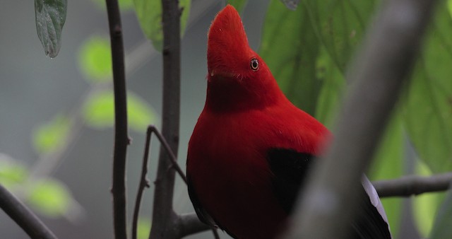 Andean Cock-of-the-rock - ML486859