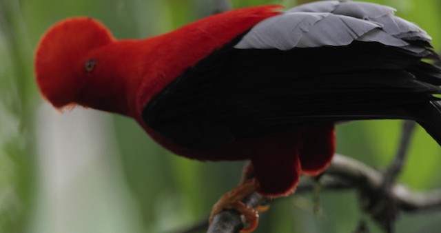 Andean Cock-of-the-rock - ML486860