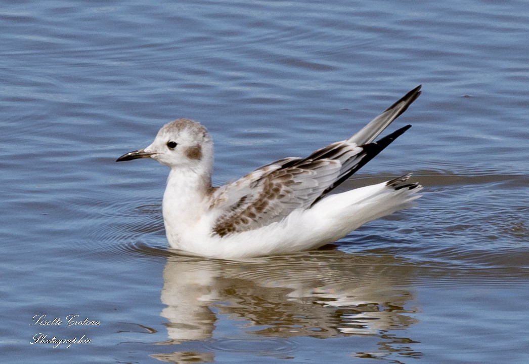 Bonaparte's Gull - ML486860431