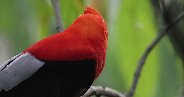 Andean Cock-of-the-rock - ML486861